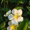 Fragaria vesca fleur